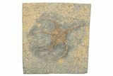 Ordovician Brittle Star (Ophiura) - Morocco #249057-1